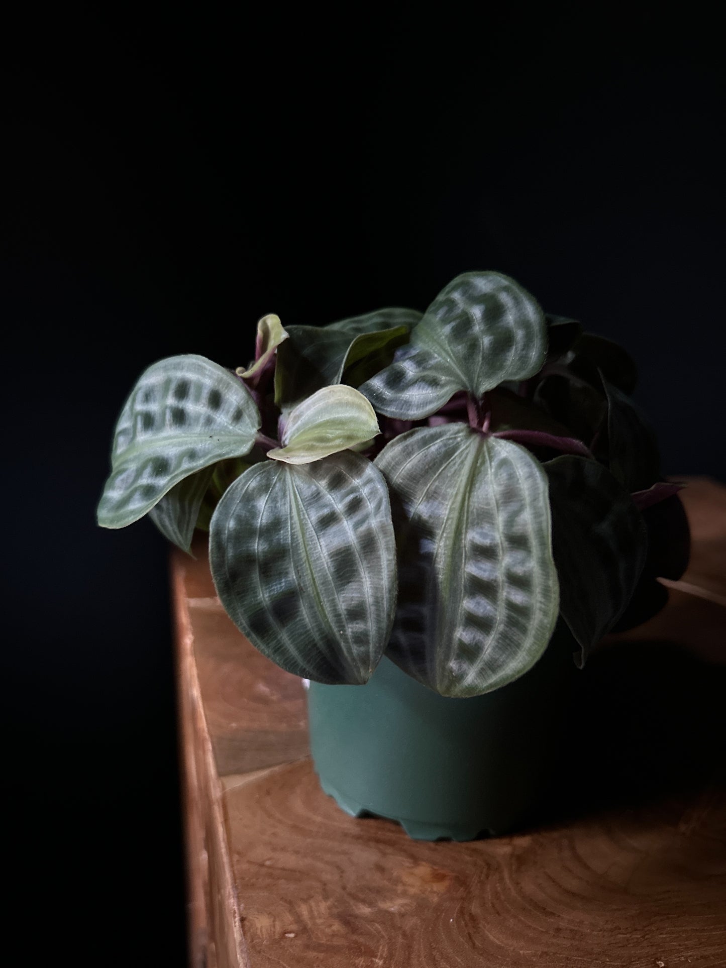 A potted Seersucker houseplant with uniquely puckered, textured leaves placed on a wooden surface against a dark background.