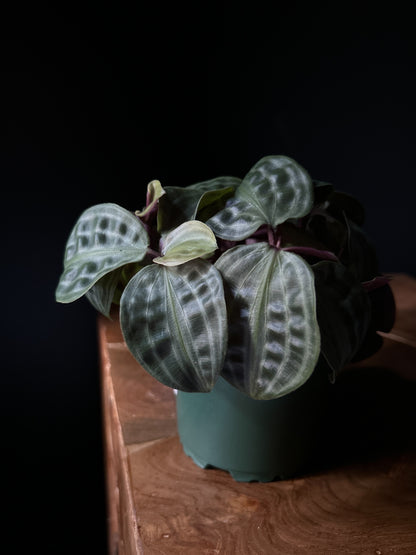 A potted Seersucker houseplant with uniquely puckered, textured leaves placed on a wooden surface against a dark background.