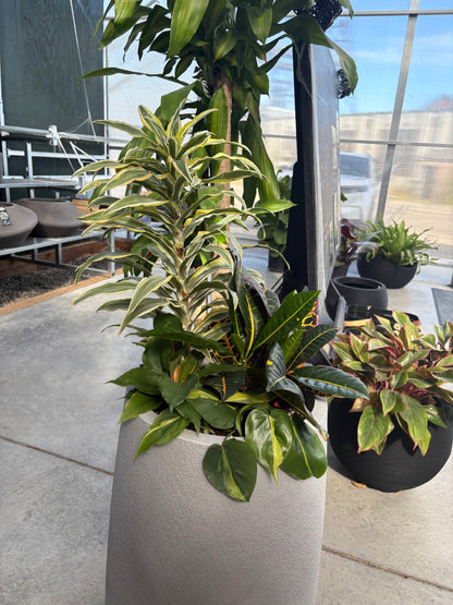 a tropical plant arrangement including dracaena, croton, and pothos in a tall grey pot