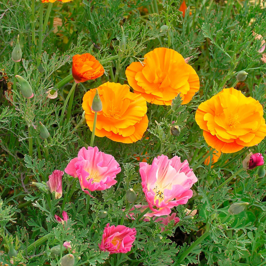 orange and pink tropical sunset California poppy flowers surrounded by greenery