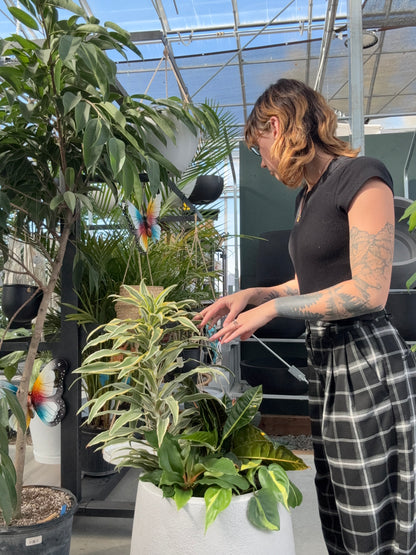 a person looking at a potted tropical dracaena arrangement in a greenhouse setting