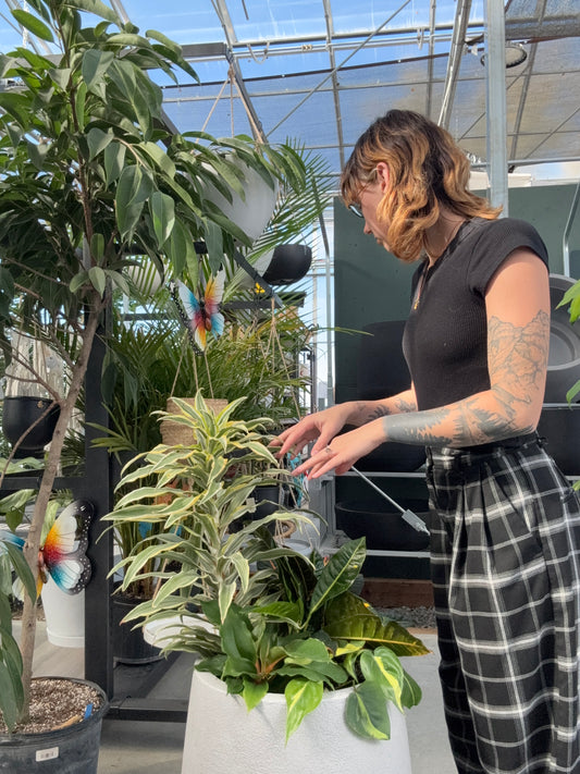 a person looking at a potted tropical dracaena arrangement in a greenhouse setting