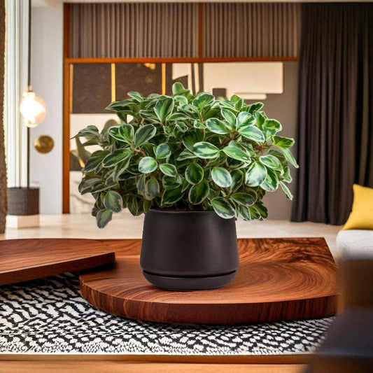 A matte black ceramic plant pot with a built-in drainage hole and attached saucer, displayed on a wooden surface with a green-leafed plant inside, set against a living room backdrop.