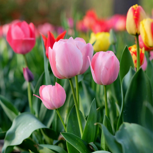 a field of multi coloured tulips growing with bright green leaves and stems