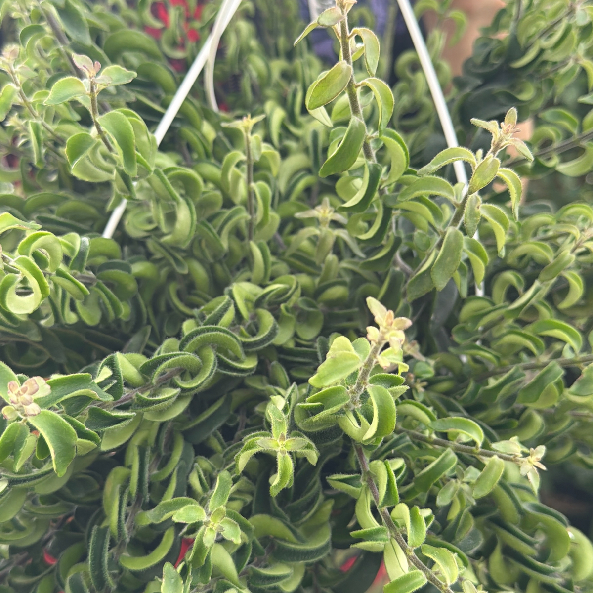 a close up of the curled leaves of a lipstick twister plant