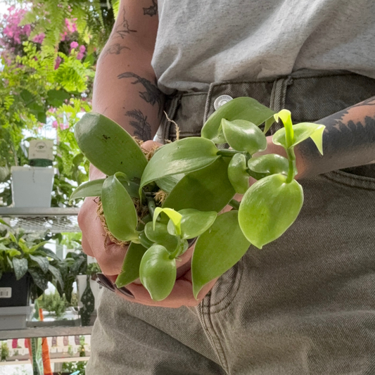 a person holding a small potted vanilla orchid plant in a greenhouse setting