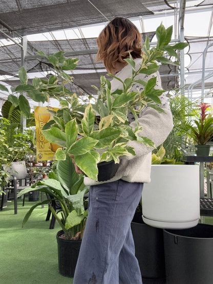 Person holding a potted pink citrus plant with a blurred background