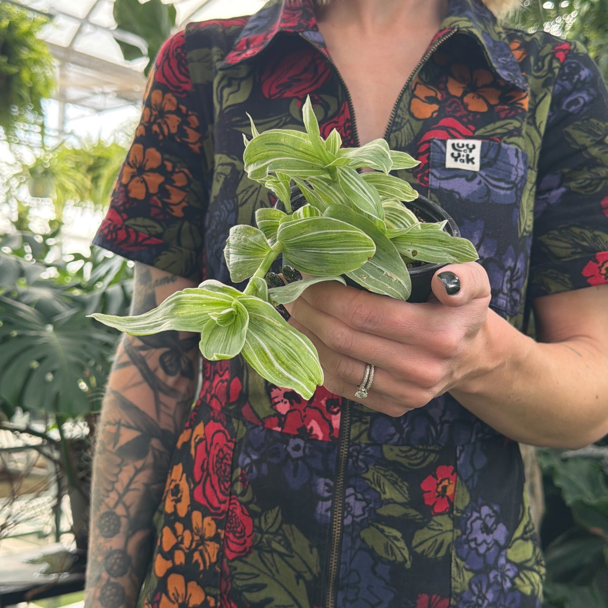 a person in a colourful floral jumpsuit holding a potted variegated tradescantia plant in a greenhouse setting