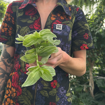 a person in a colourful floral jumpsuit holding a potted variegated tradescantia plant in a greenhouse setting
