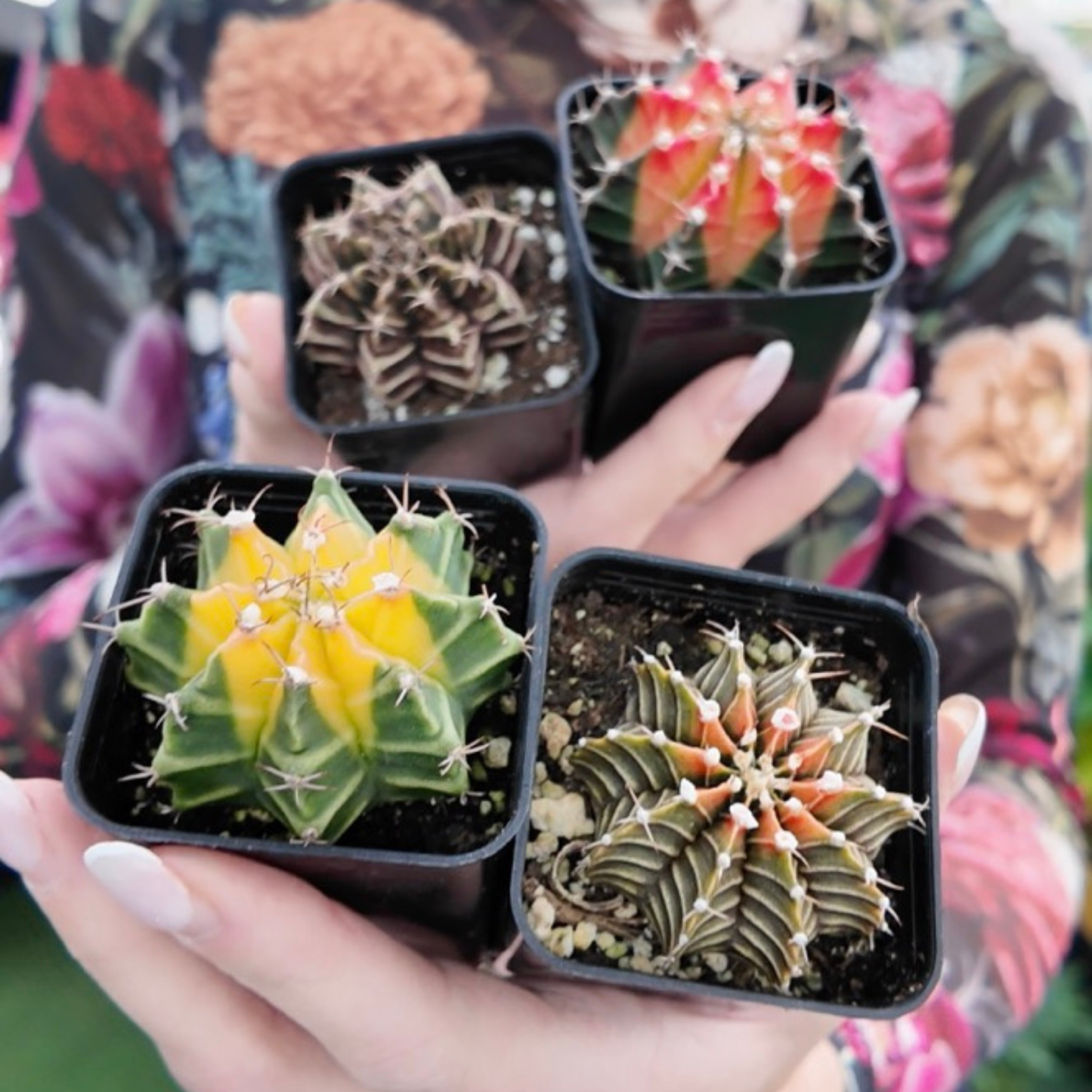 a picture of a woman holding four variegated moon cactus with green yellow and red colours in black square pots wearing a colourful floral shirt