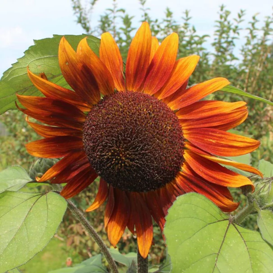 a close up of a bright orange velvet queen sunflower with green leaves
