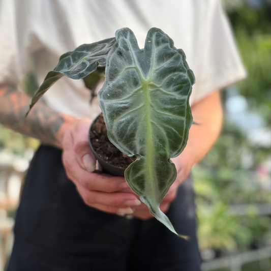 a person holding a potted alocasia venom plant in a greenhouse setting