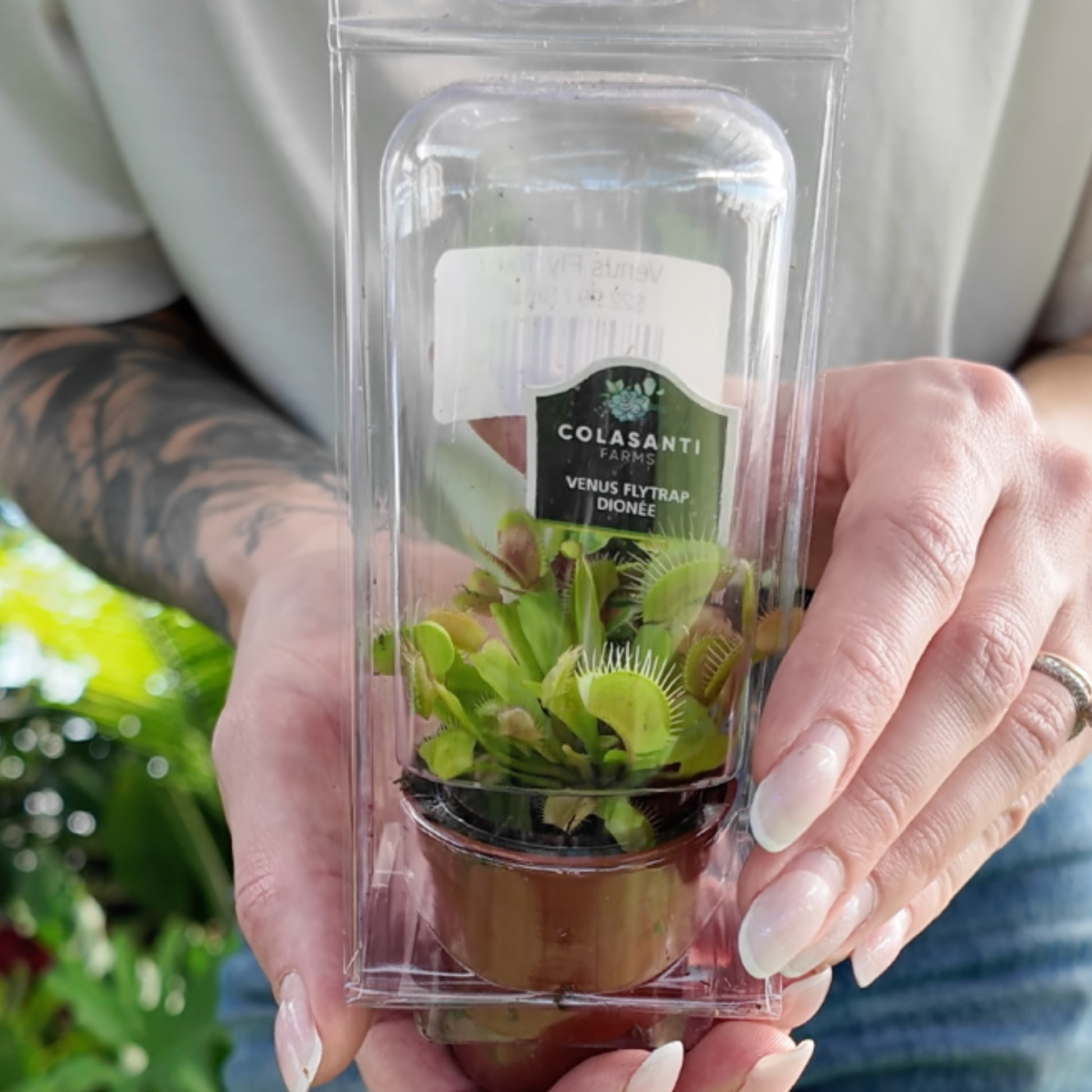 a person holding a potted Venus flytrap in a plastic container