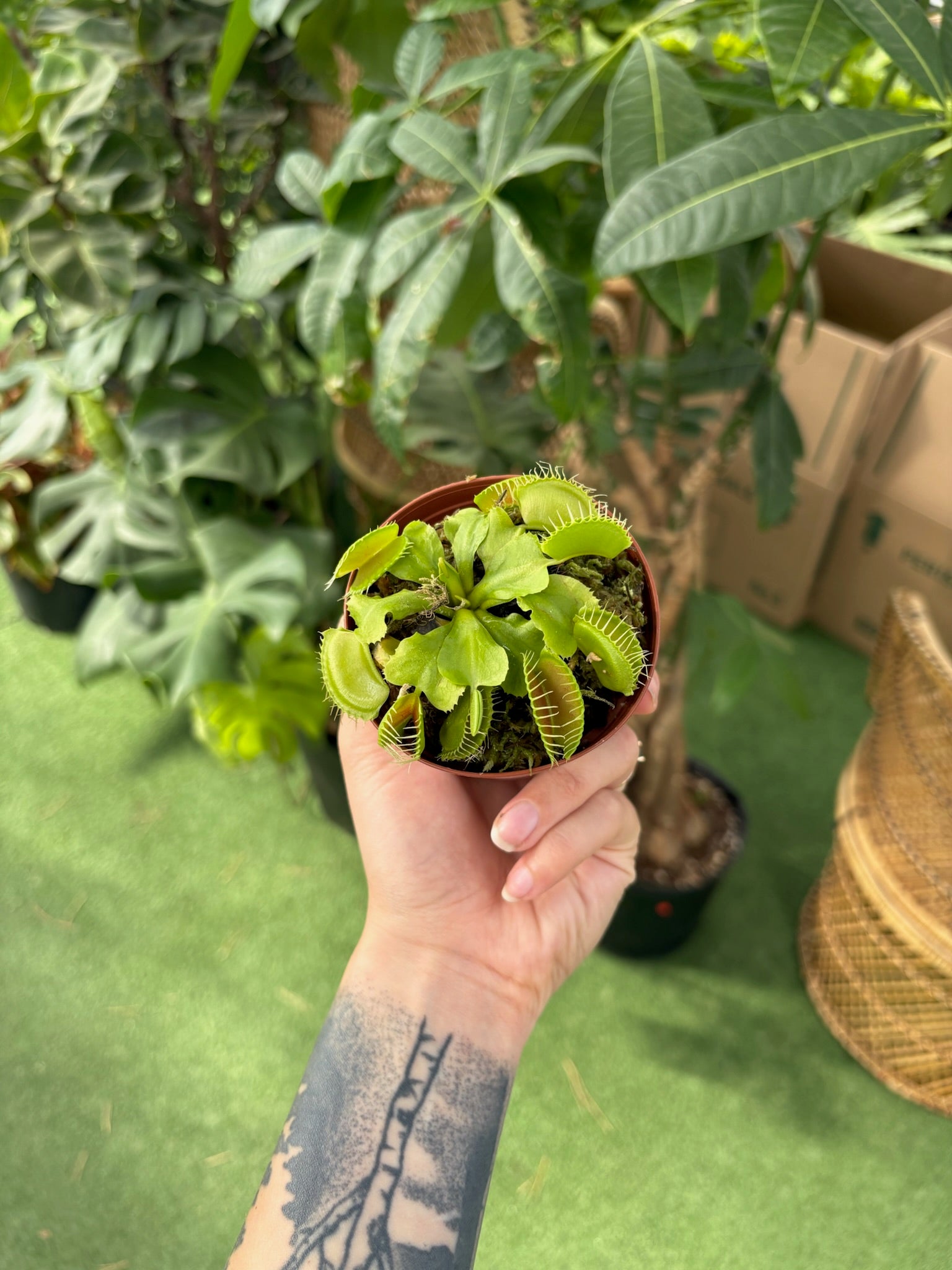 Hand holding a Venus flytrap with a garden background