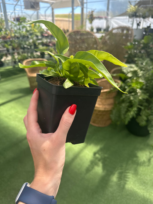 Hand holding a small potted victoria birds nest fern plant with a blurred indoor setting