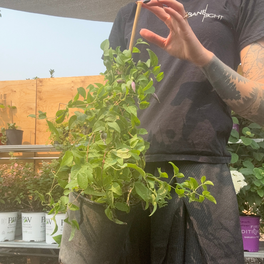 a person holding a potted ville de lyon clemantis plant in an outdoor plant setting