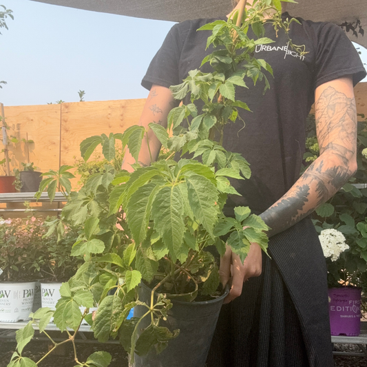 a person holding a potted virgina creeper clematis plant in an outdoor plant setting
