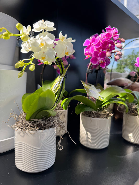 a picture of two mini wave orchids one with multiple white blooms and the other with multiple purple blooms each in a white textured pot with a black background 