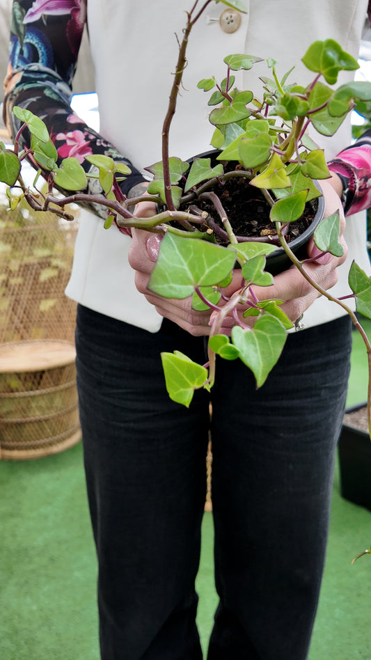Person holding a potted wax ivy green plant in a greenhouse setting with a blurred background