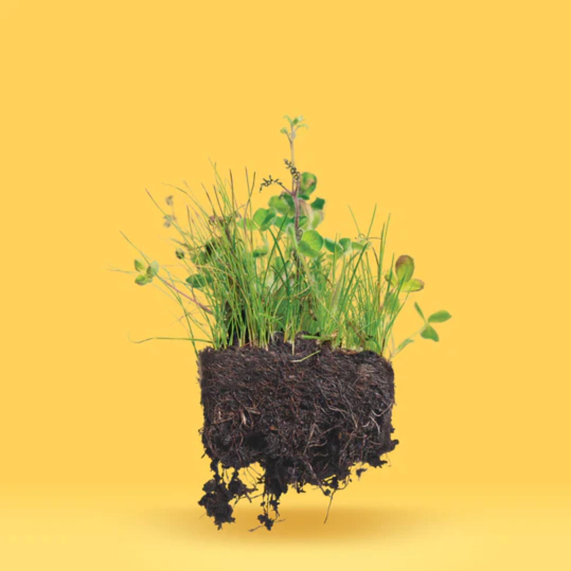 a square of growing lawn solution clover attached to soil with a bright yellow background