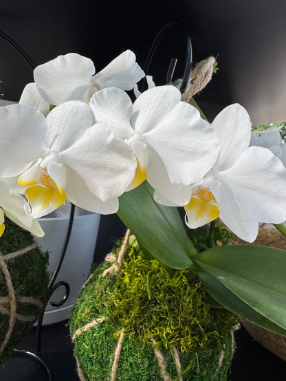 White orchids with yellow centers growing from a moss ball on a stand on a dark background
