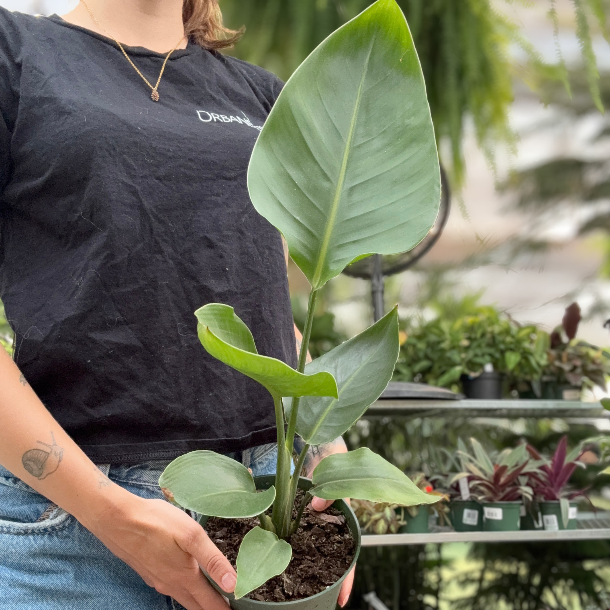 A person in a black t-shirt holding a potted white bird of paradise plant with a large, upright leaf in a greenhouse setting.