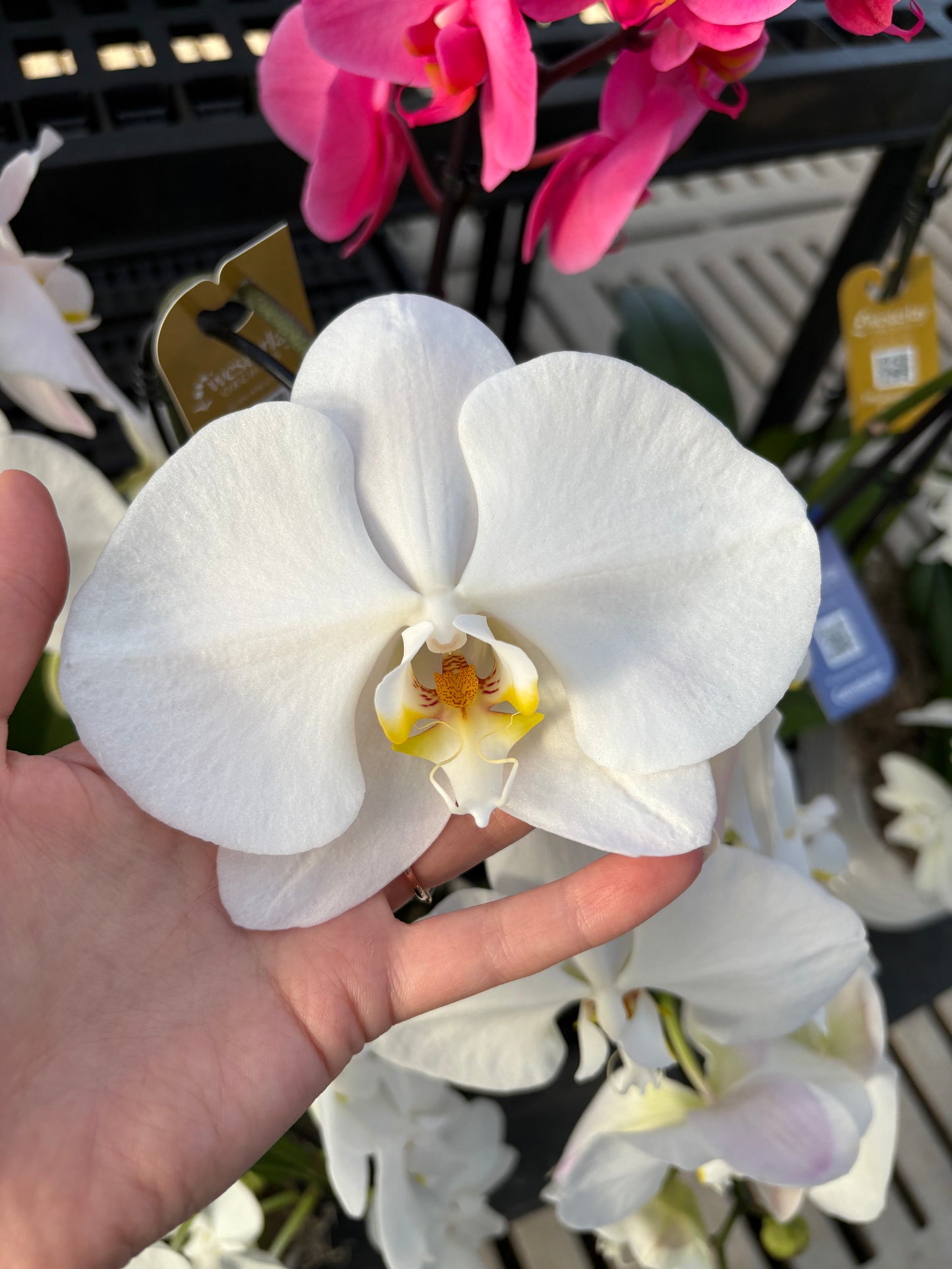 White orchid held by a hand with blurred background