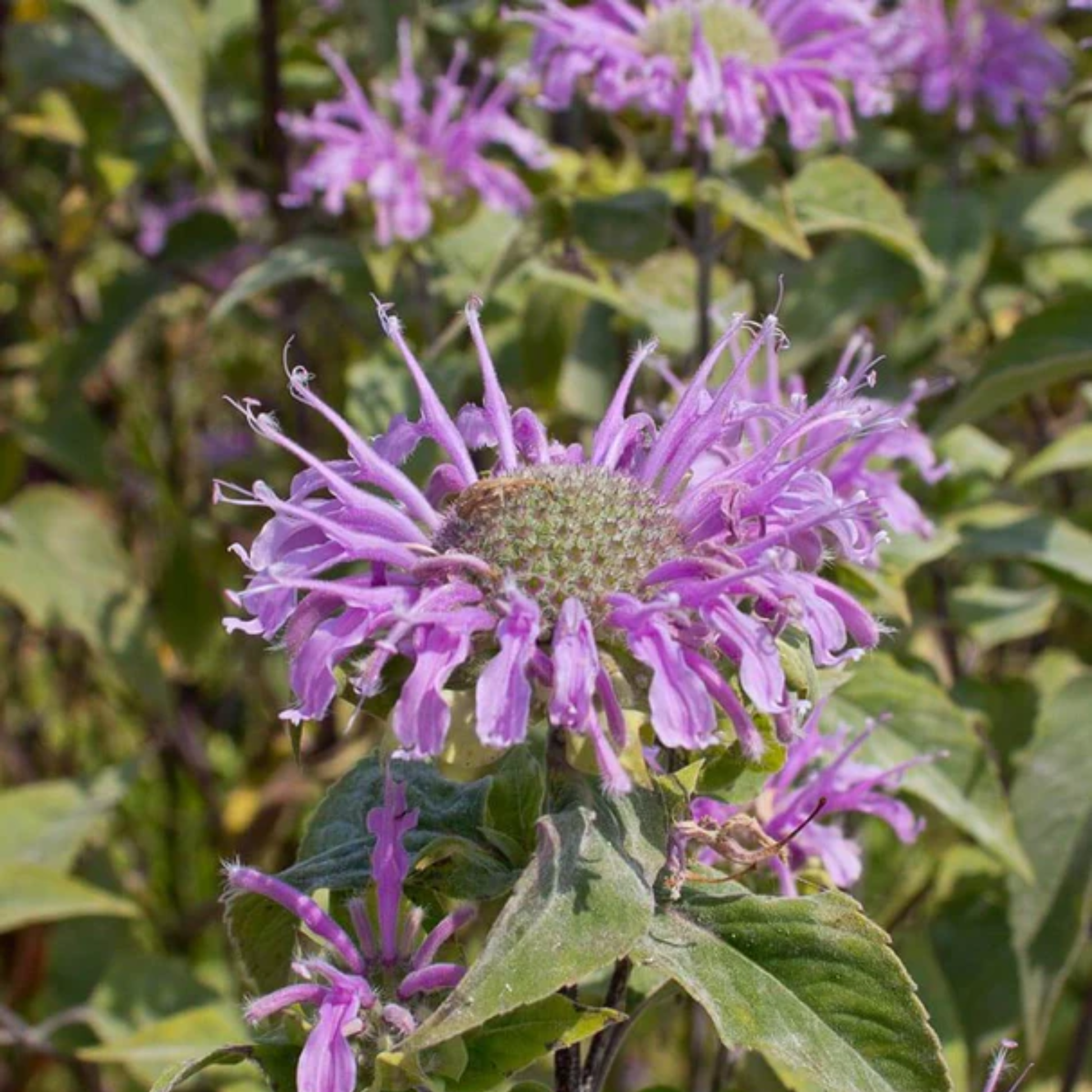 a close up of a purple wild bergamot flower in focus with a blurred background of more flowers