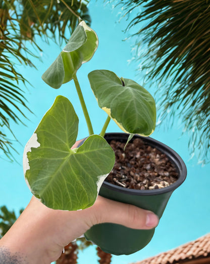 xanthosoma Mickey Mouse in a green nursery pot being held up with a bright blue sky and palm trees off to the sides of the pictures 