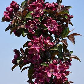 Pommetier Midnite Spire®