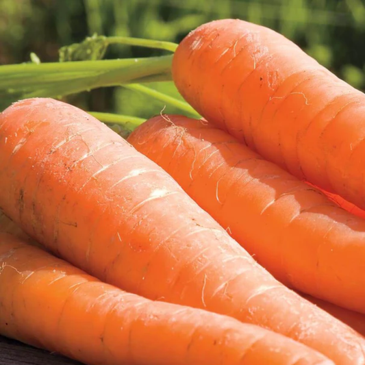 a close up of bright orange carrots wth a green background