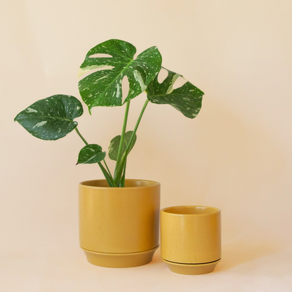 two bright yellow Parker planters of different sizes with a monstera potted in the larger one against a pale yellow background