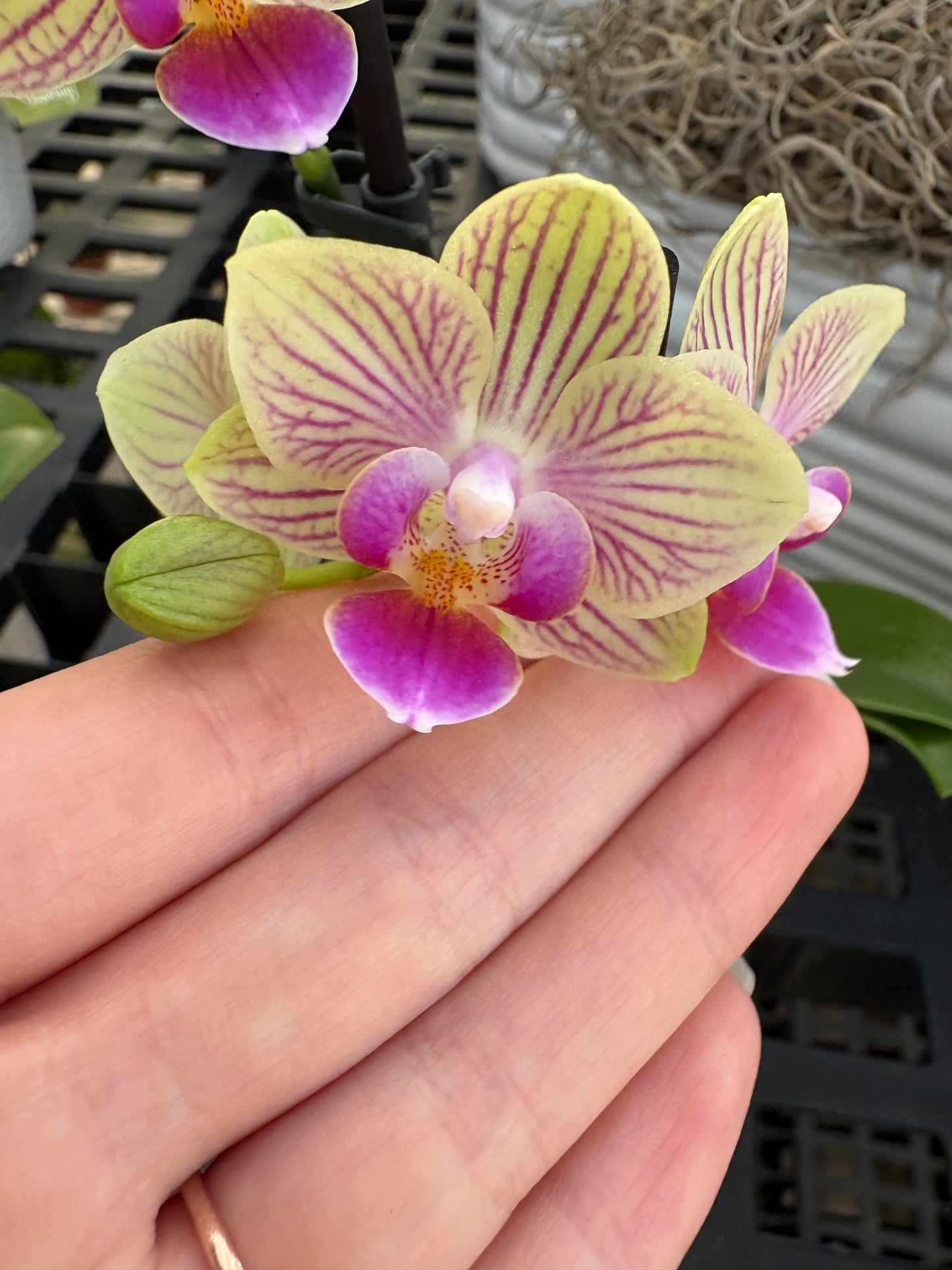 Person holding a pink and yellow orchid flower