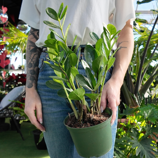 a person holding a potted lucky zz plant in a greenhouse setting