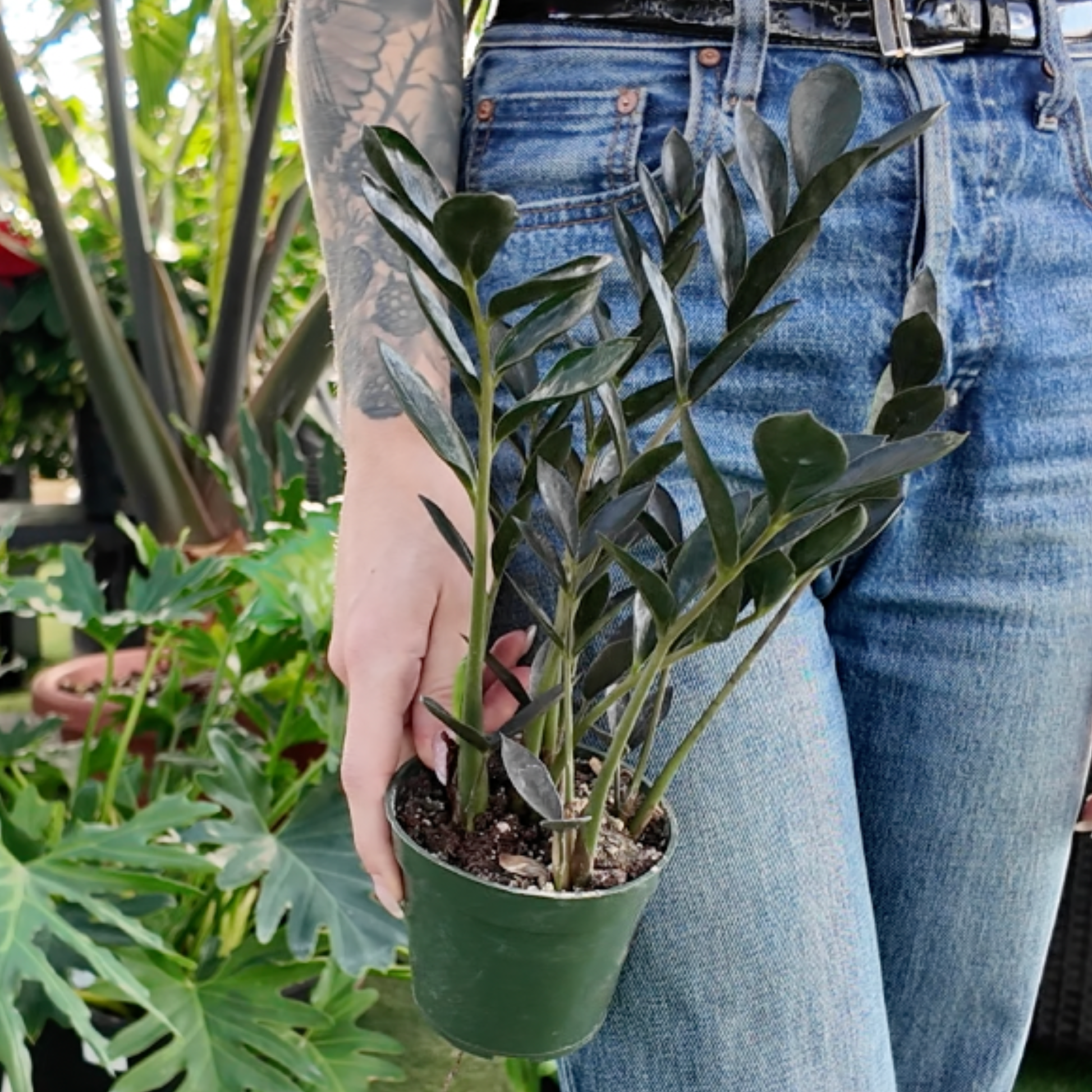 person holding a potted zamioculcas zamiifolia zamicro black plant in a greenhouse setting
