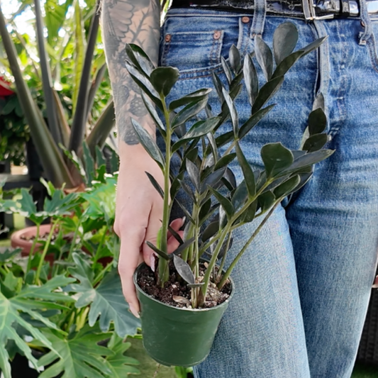 person holding a potted zamioculcas zamiifolia zamicro black plant in a greenhouse setting
