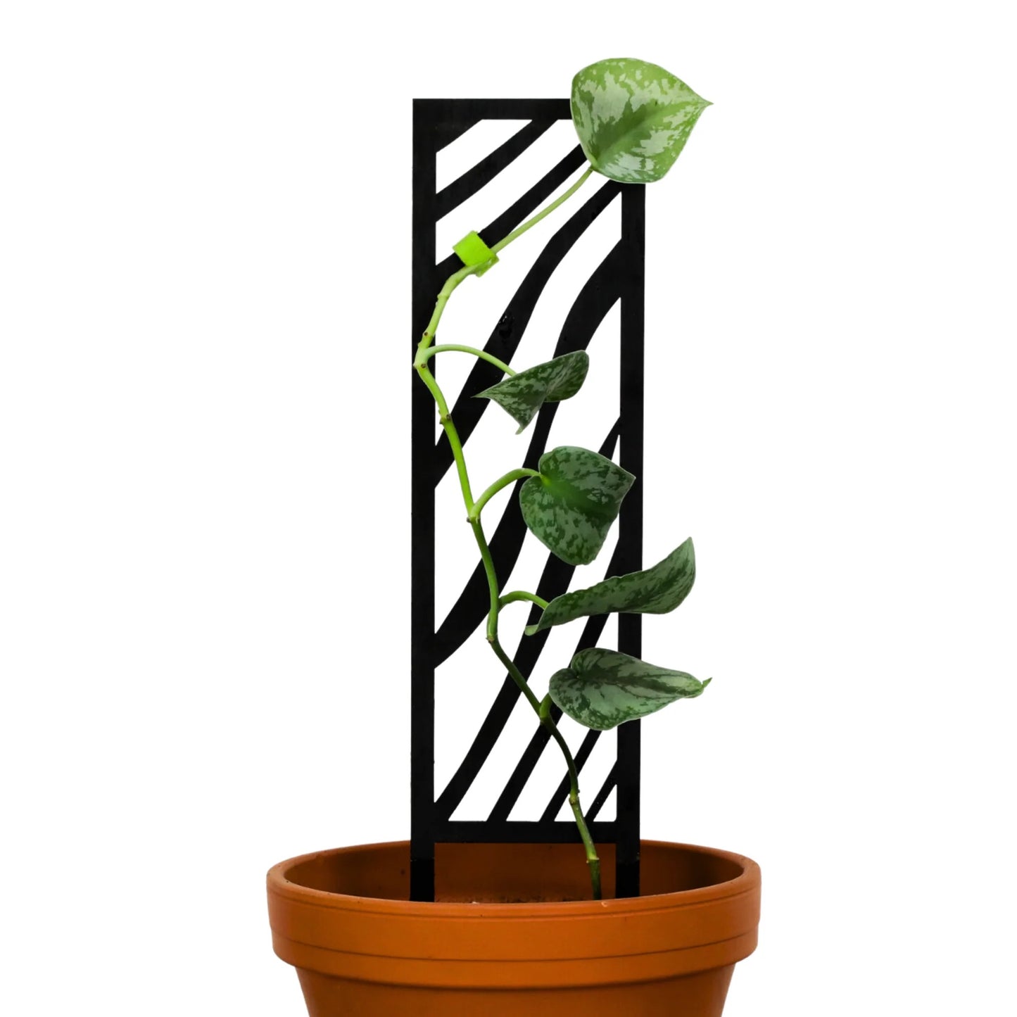 Potted plant with a black wooden trellis on a white background