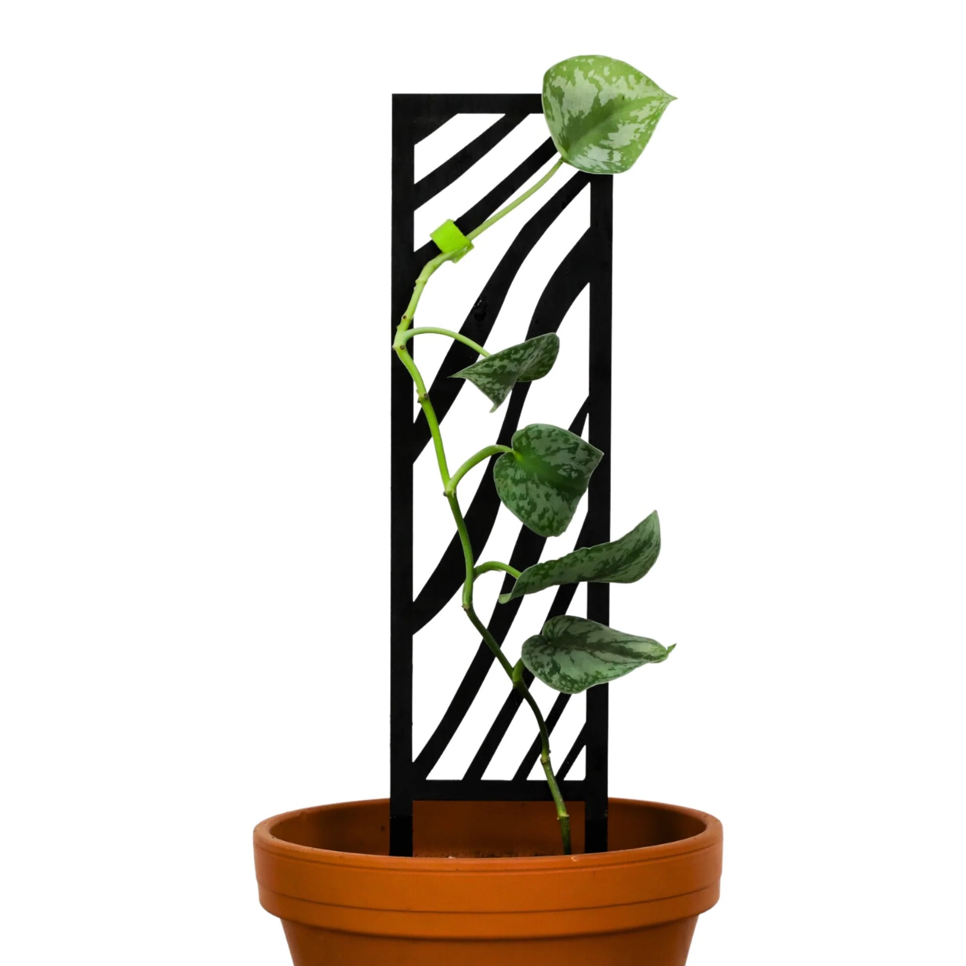 Potted plant with a black wooden trellis on a white background