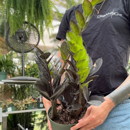 A person holding a potted black ZZ plant with dark leaves and bright green upright leaves in a greenhouse setting.