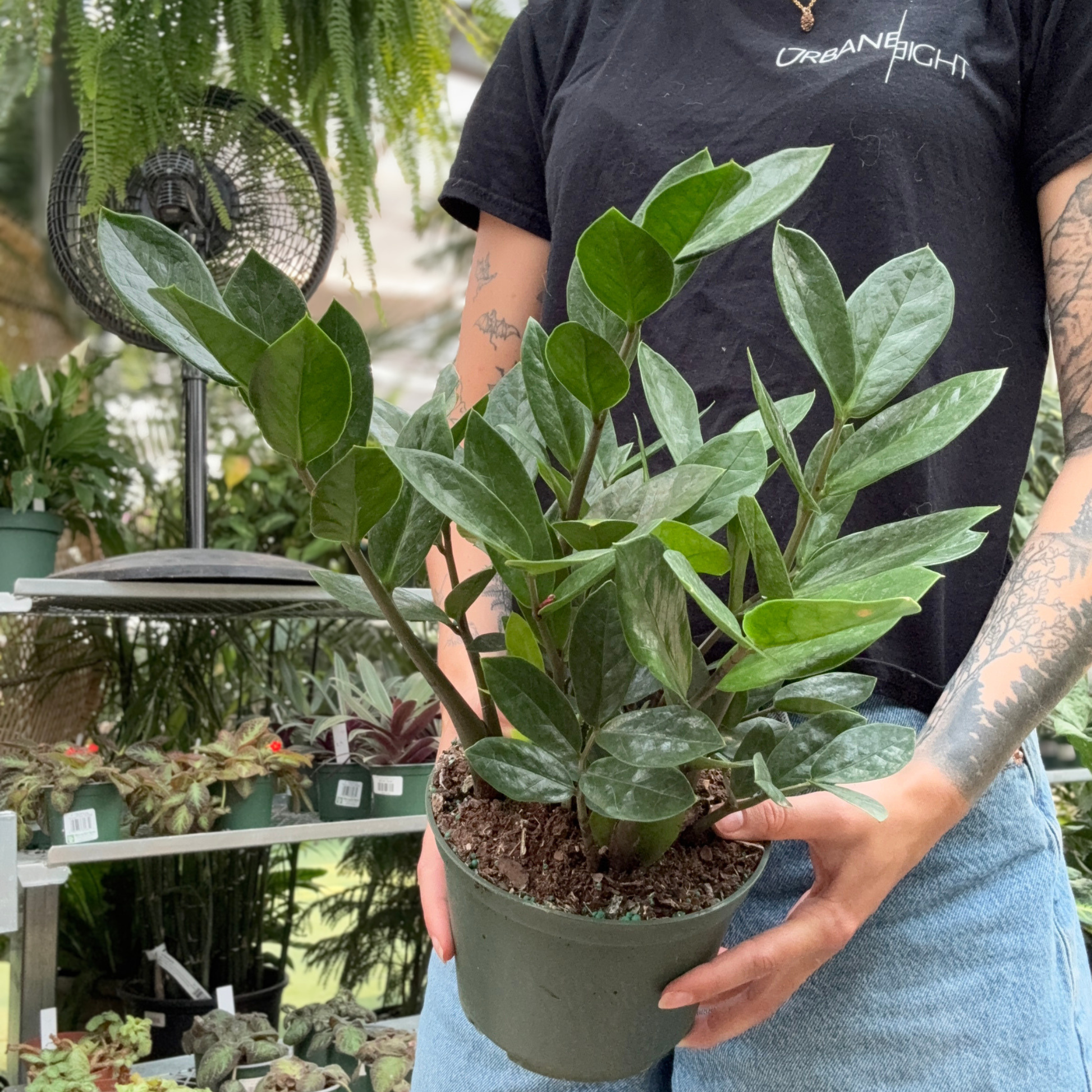 a person holding a potted green zz plant in a greenhouse setting