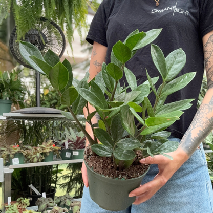 a person holding a potted green zz plant in a greenhouse setting