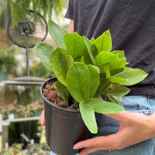 a person holding a potted variegated zz chameleon plant in a greenhouse setting